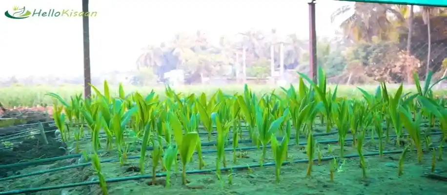 भारत में कहीं भी कर सकते हैं नारियल की खेती, कमा रहे खूब_2649