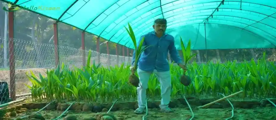 भारत में कहीं भी कर सकते हैं नारियल की खेती, कमा रहे खूब_2649