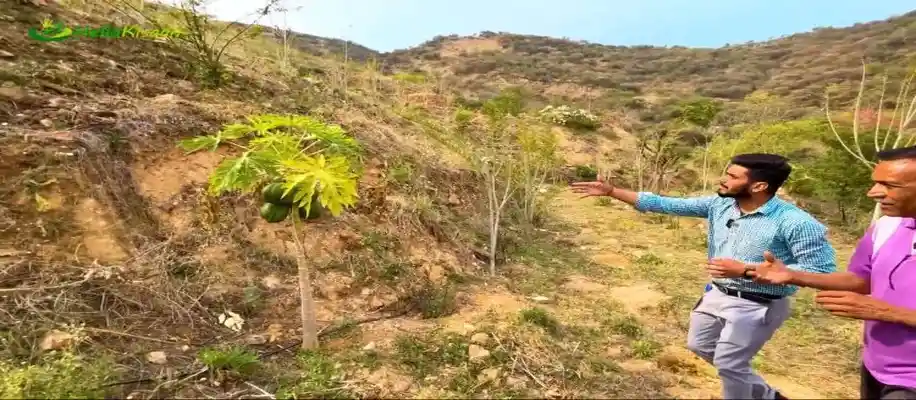 बंजार पहाड़ों को बना दिया उपजाऊ, कर डाली बेहतरीन खेती_9732
