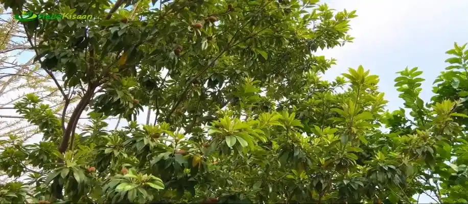 बंजार पहाड़ों को बना दिया उपजाऊ, कर डाली बेहतरीन खेती_9732