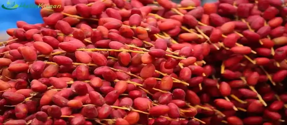 खजूर की खेती, मोटा मुनाफा_3713