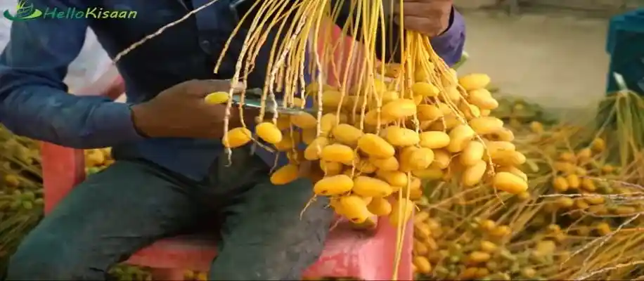 खजूर की खेती, मोटा मुनाफा_3713