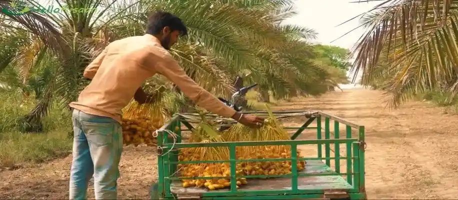 खजूर की खेती, मोटा मुनाफा_3713