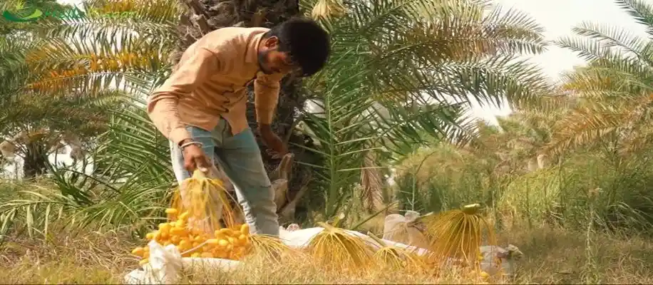 खजूर की खेती, मोटा मुनाफा_3713
