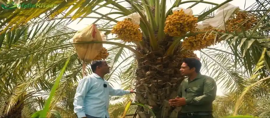 खजूर की खेती, मोटा मुनाफा_3713