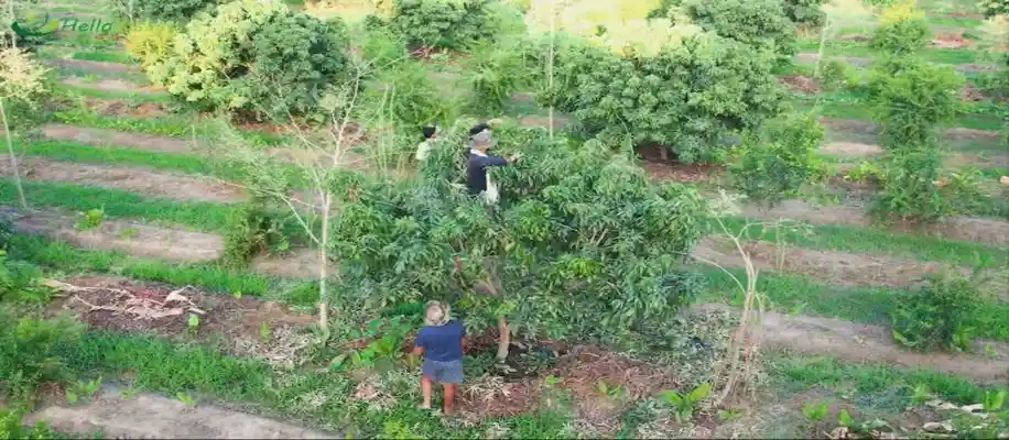 फूड फॉरेस्ट फार्मिंग से अदानी-अंबानी बनने का सफर_6368