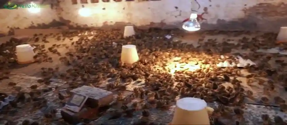 बटेर फार्मिंग का कमाल, लाखों का मुनाफा_7934