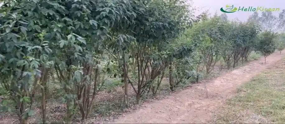 कम मेहनत, कम लागत और ज्यादा मुनाफे वाली खेती_1448