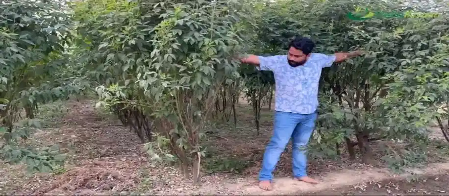 कम मेहनत, कम लागत और ज्यादा मुनाफे वाली खेती_1448