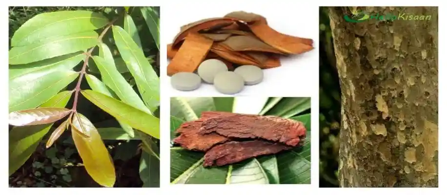 5 ऐसे औषधीय पौधे, जिन्हें हर किसी को घर में लगाना चाहिए_9435