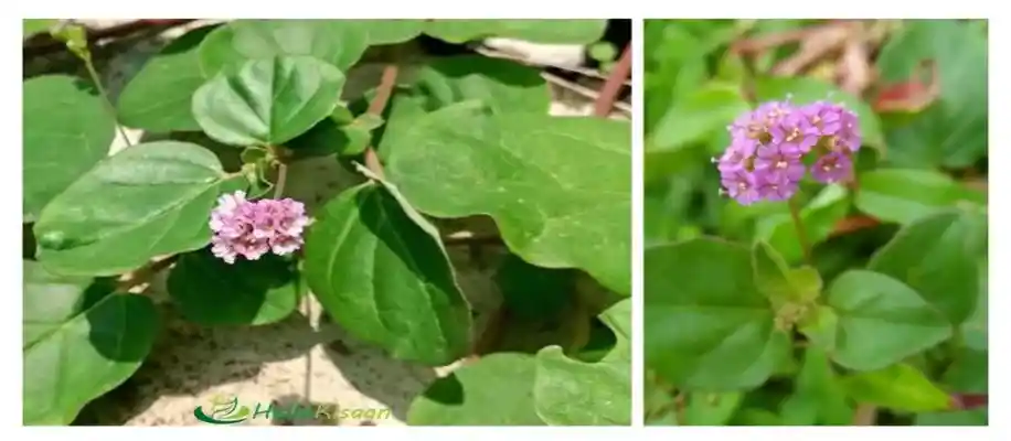 5 ऐसे औषधीय पौधे, जिन्हें हर किसी को घर में लगाना चाहिए_9435