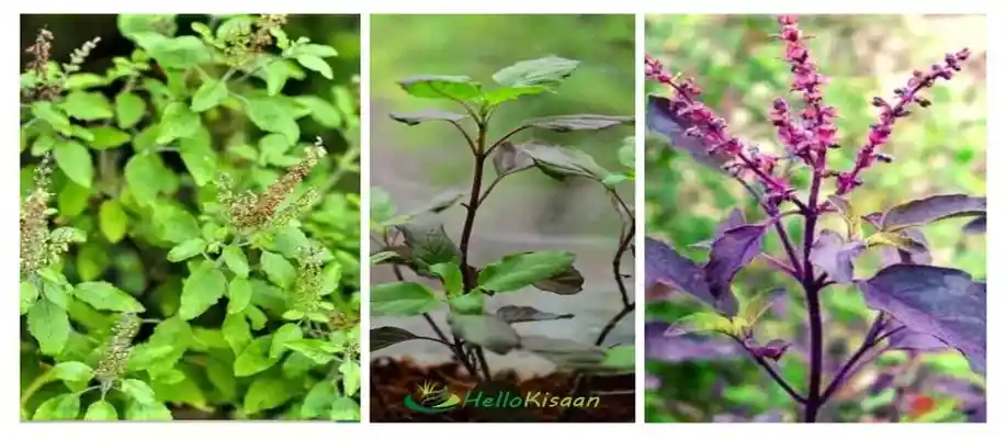 5 ऐसे औषधीय पौधे, जिन्हें हर किसी को घर में लगाना चाहिए_9435