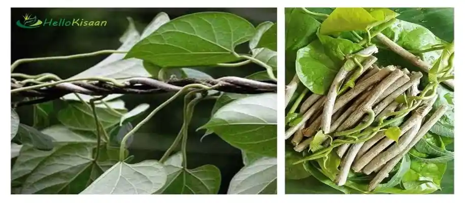 5 ऐसे औषधीय पौधे, जिन्हें हर किसी को घर में लगाना चाहिए_9435