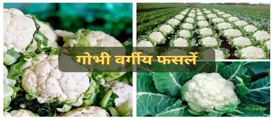अक्टूबर महीने में उगायें ये 10 सब्जियां_2511