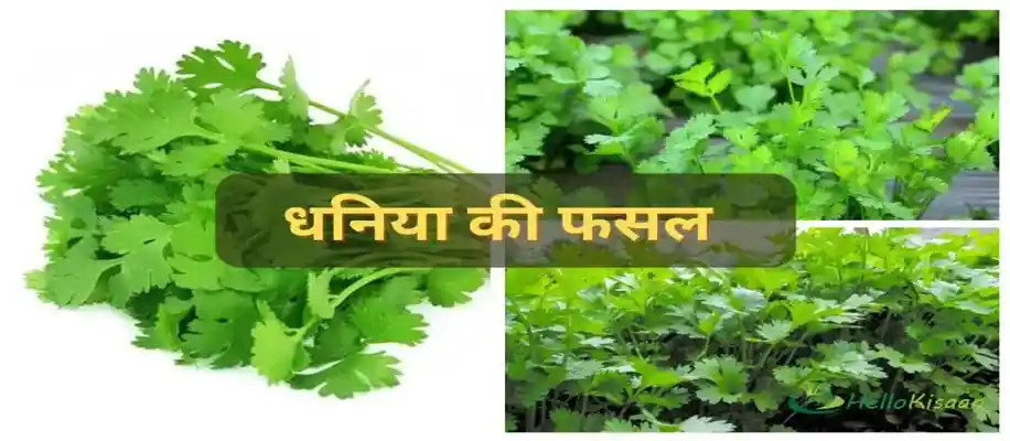 अक्टूबर महीने में उगायें ये 10 सब्जियां_2511
