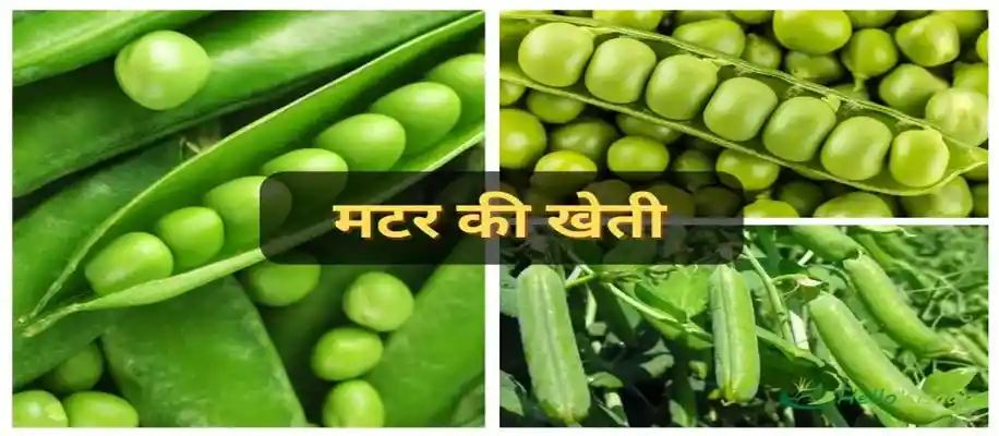 अक्टूबर महीने में उगायें ये 10 सब्जियां_2511