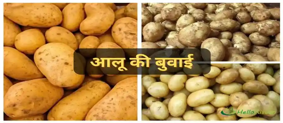 अक्टूबर महीने में उगायें ये 10 सब्जियां_2511