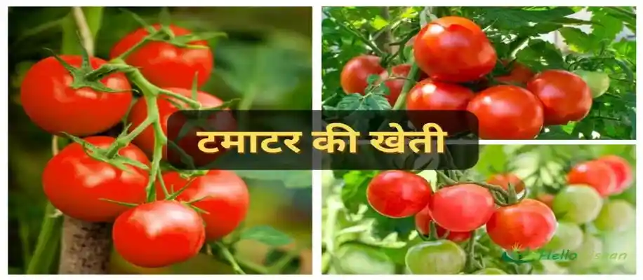 अक्टूबर महीने में उगायें ये 10 सब्जियां_2511