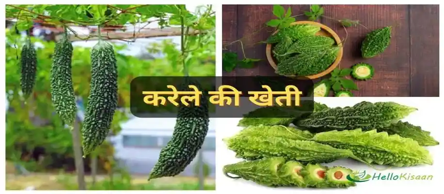 अक्टूबर महीने में उगायें ये 10 सब्जियां_2511