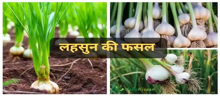 अक्टूबर महीने में उगायें ये 10 सब्जियां_2511