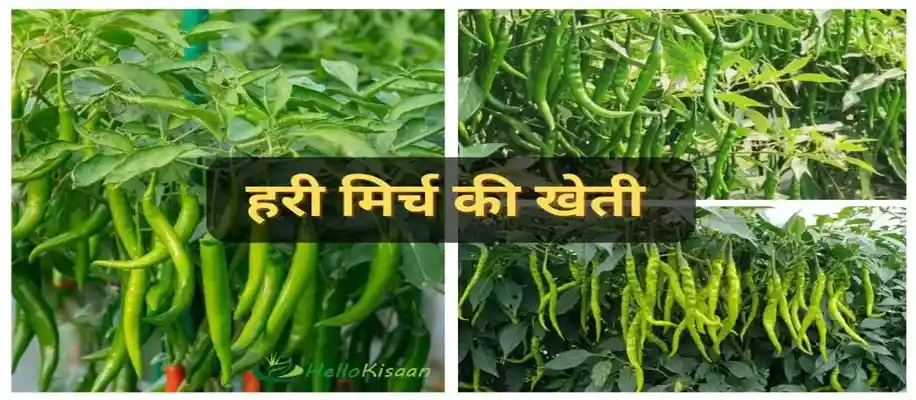 अक्टूबर महीने में उगायें ये 10 सब्जियां_2511