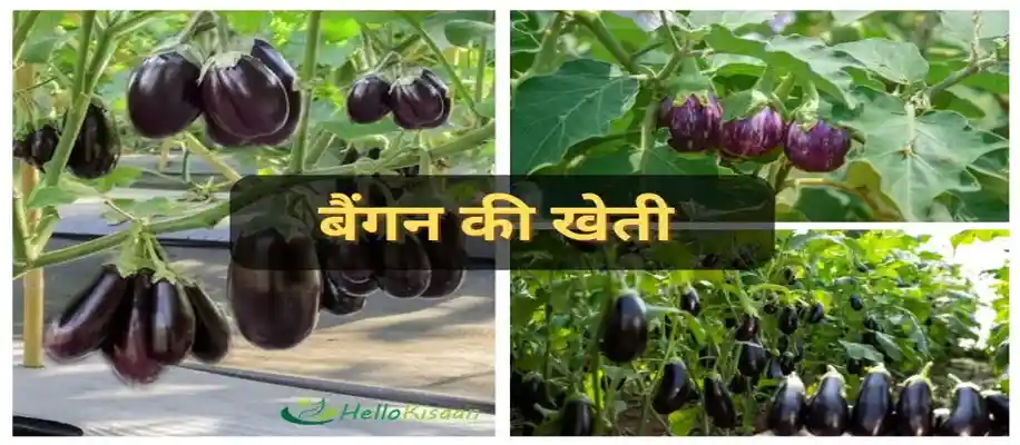 अक्टूबर महीने में उगायें ये 10 सब्जियां_2511