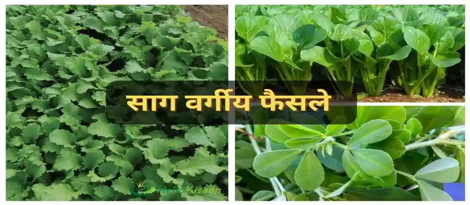 अक्टूबर महीने में उगायें ये 10 सब्जियां_2511