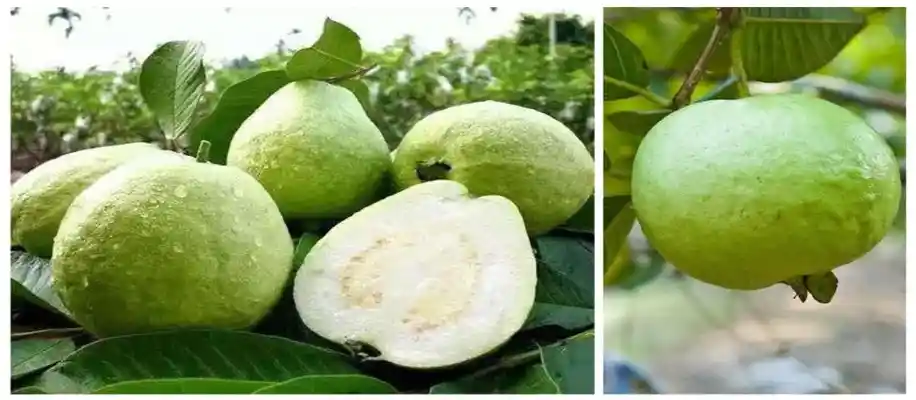 दुनिया के सबसे बड़े और वजनदार अमरुद की खेती_6093