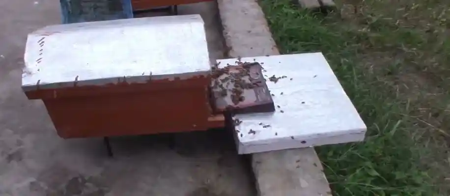 सोने से भी महंगा है मधुमक्खी से उत्पादित बी-वेनम_3932