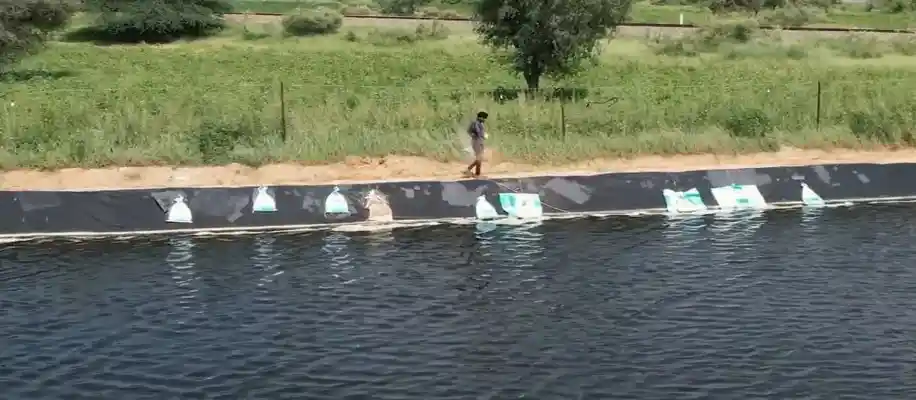 झींगा मछली पालन से हो रही पैसों की बौछार_9381