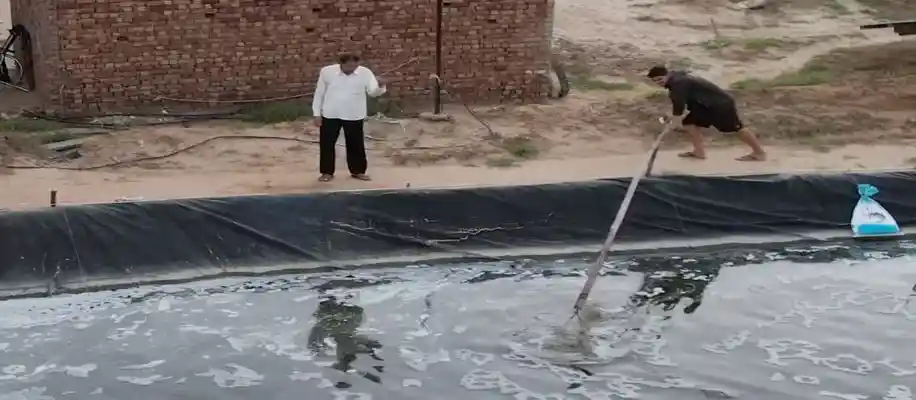 झींगा मछली पालन से हो रही पैसों की बौछार_9381