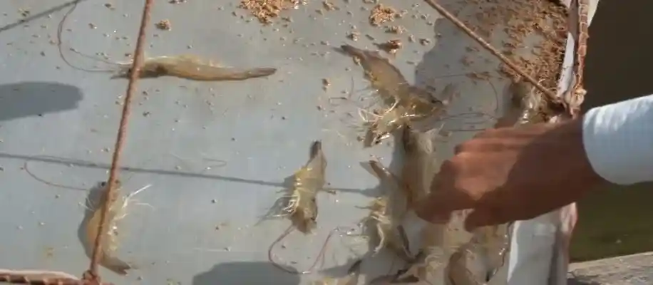 झींगा मछली पालन से हो रही पैसों की बौछार_9381