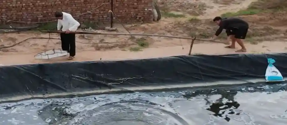 झींगा मछली पालन से हो रही पैसों की बौछार_9381
