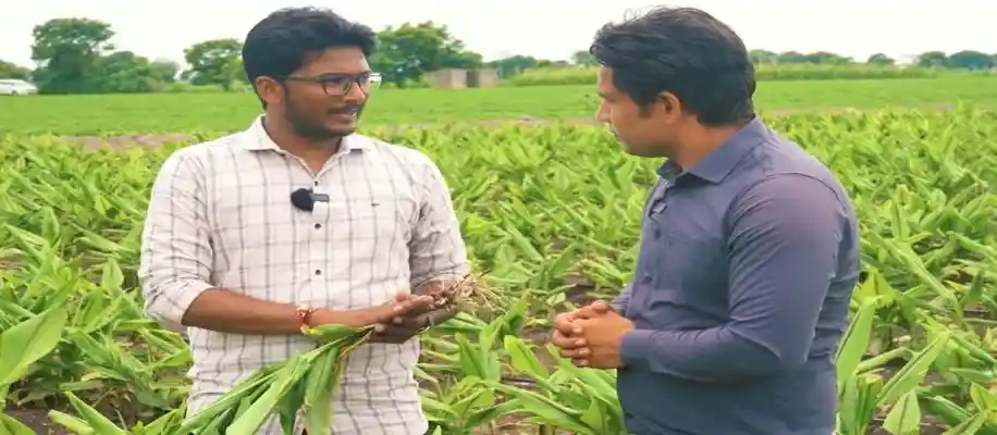 काली हल्दी की खेती किसान को करेगी मालामाल_7112