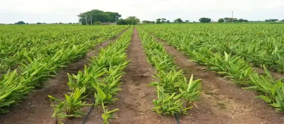 काली हल्दी की खेती किसान को करेगी मालामाल_7112
