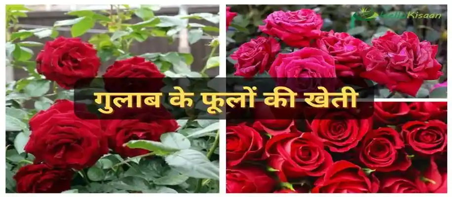 सबसे ज्यादा मुनाफा देने वाले फूलों की खेती_6417