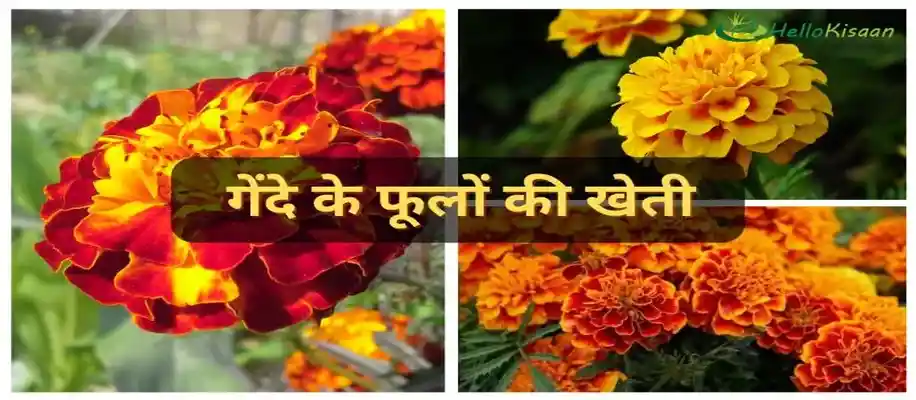 सबसे ज्यादा मुनाफा देने वाले फूलों की खेती_6417
