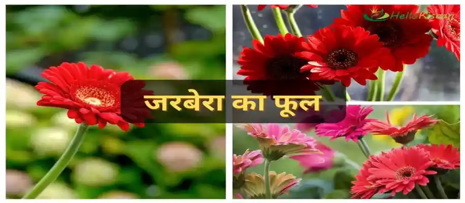 सबसे ज्यादा मुनाफा देने वाले फूलों की खेती_6417