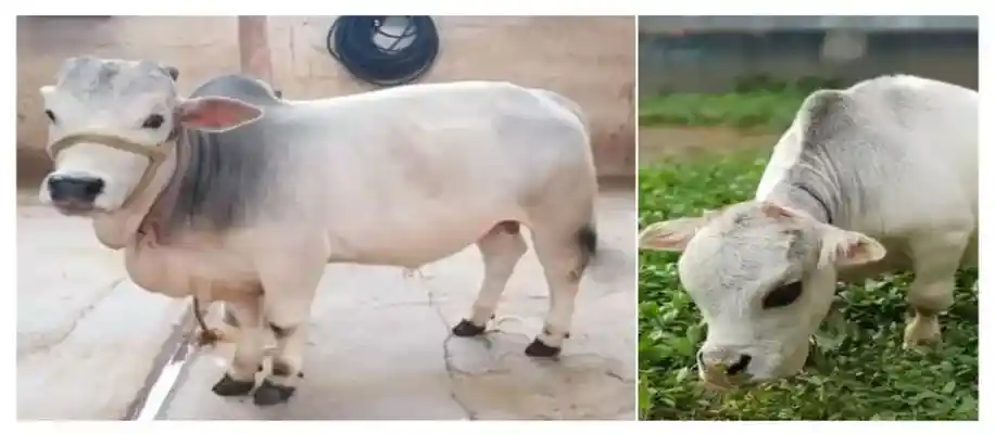 दुनिया की सबसे छोटी गायें, जिन्हें गोदी में भी उठा लें_9750