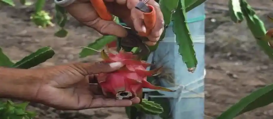 ड्रैगन फ्रूट की खेती मतलब पैसा ही पैसा_6794