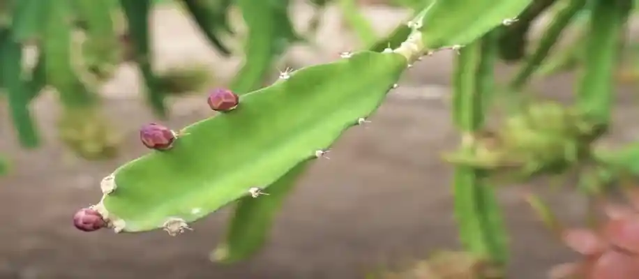 ड्रैगन फ्रूट की खेती मतलब पैसा ही पैसा_6794