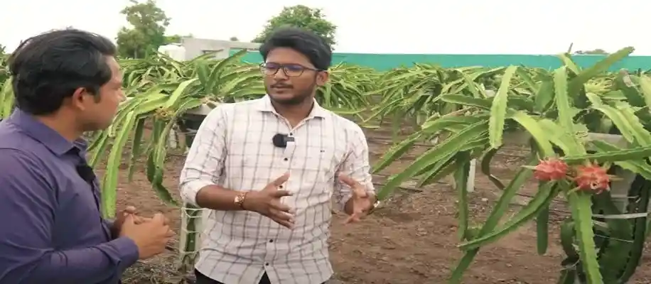 ड्रैगन फ्रूट की खेती मतलब पैसा ही पैसा_6794
