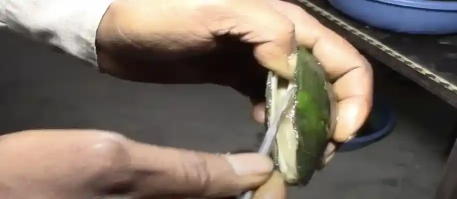 पर्ल फार्मिंग कम लागत अधिक मुनाफा_5320