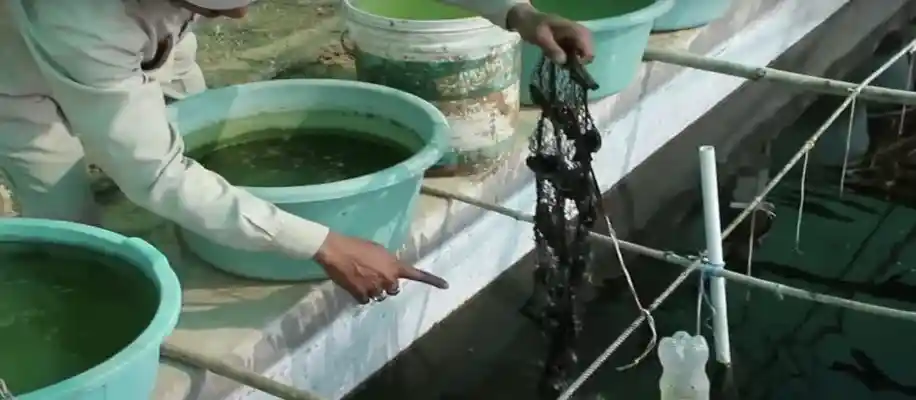 पर्ल फार्मिंग कम लागत अधिक मुनाफा_5320