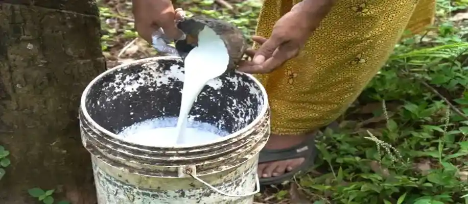 रबड़ बनाने का प्राकृतिक तरीका, जानकार रह जाएंगे दंग_7778