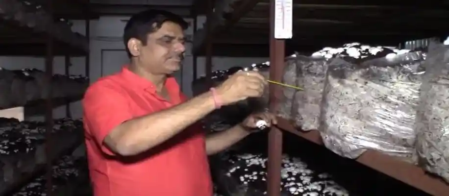 आज भी मशरूम की खेती कर कमा रहे लाखों रुपए_3934