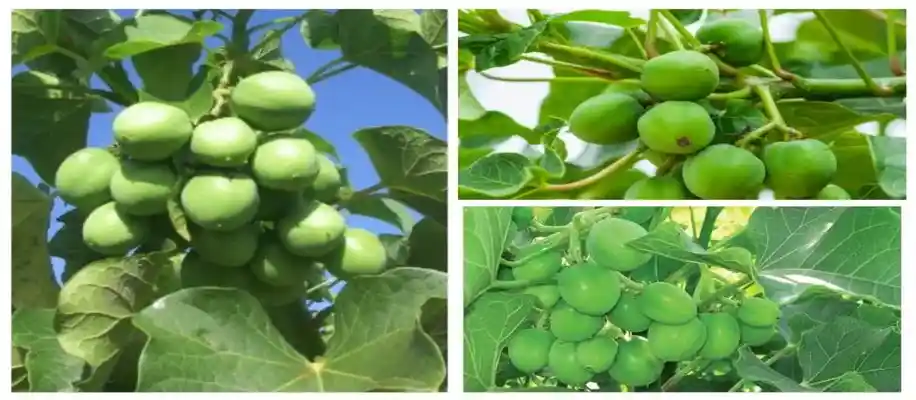 जेट्रोफा फार्मिंग की बढ़ती मांग_3330