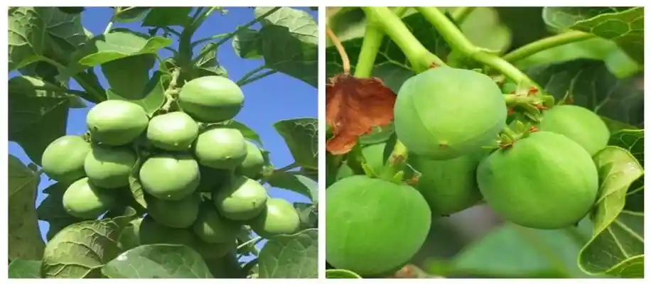 जेट्रोफा फार्मिंग की बढ़ती मांग_3330