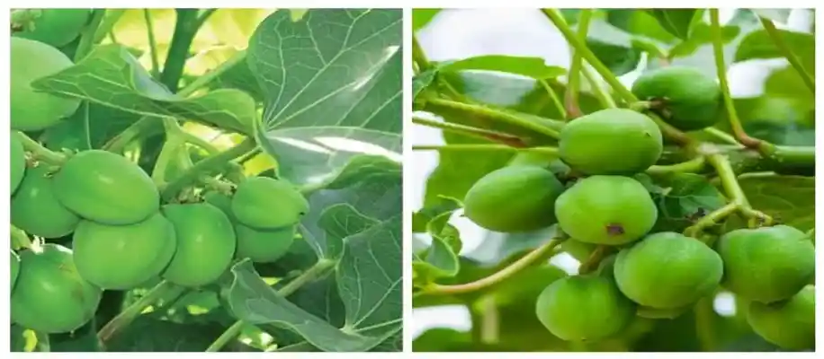 जेट्रोफा फार्मिंग की बढ़ती मांग_3330