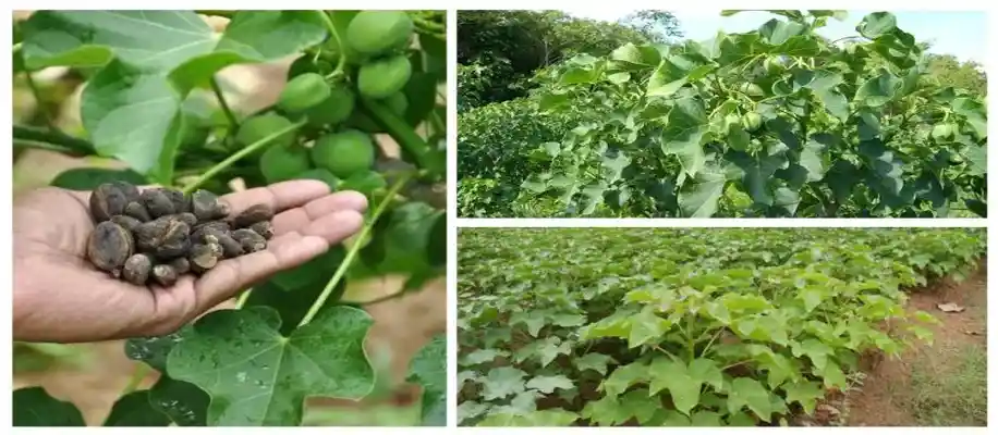 जेट्रोफा फार्मिंग की बढ़ती मांग_3330